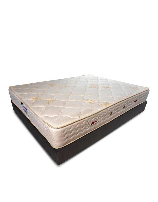 24cm - Dora Goldy Mattress